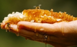 Mật ong Manuka đắt đỏ được sản xuất thế nào?