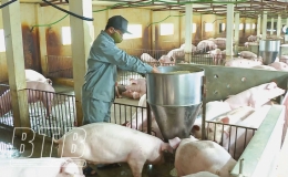 Quỳnh Phụ: Tái đàn lợn gắn với phòng, chống bệnh dịch tả lợn châu Phi