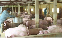 Quỳnh Phụ tái đàn lợn gắn với phòng, chống bệnh dịch tả lợn châu Phi