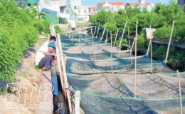 Thành phố: Nguồn vốn hỗ trợ nông dân phát huy hiệu quả