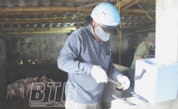 Tiền Hải chủ động tái đàn gia súc, gia cầm