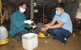 Tổ chức FAO và (WHO) kêu gọi Việt Nam cảnh giác với cúm gia cầm H5N8