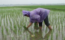 Vũ Thư: tăng 49 ha lúa xuân so với vụ xuân năm 2020