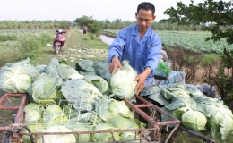 Vũ Vân: Nông dân cần hỗ trợ tiêu thụ gấp rau bắp cải