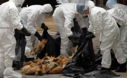 WHO khuyến cáo Việt Nam cảnh giác cao với cúm A/H5N8 lây sang người