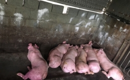 Xử lý nghiêm việc vận chuyển, buôn bán, giết mổ lợn nghi mắc bệnh, lợn bệnh, lợn chết