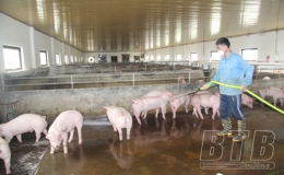 Đông Đô: Phát triển chăn nuôi lợn theo hướng hàng hóa