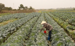 Đông Hưng: Duy trì hiệu quả 37 cánh đồng lớn, cánh đồng sản xuất 4 vụ/năm