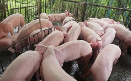 Giá lợn hơi khoảng 51.000-54.000 đồng/kg