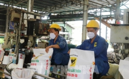 Giá phân bón ở mức cao nhất trong khoảng 50 năm qua