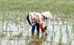 Hưng Hà: Lúa đã lên xanh