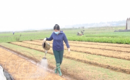 Hưng Hà: Tập trung chăm sóc, bảo vệ 2.500ha cây màu vụ xuân