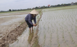 Hưng Hà: Tập trung chăm sóc, bảo vệ lúa xuân