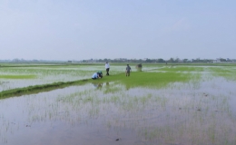 Lúa cỏ trên đồng ruộng ở Kiến Xương gây hại cho sản xuất