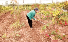 Mật ngọt từ đất khó