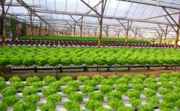 Mô hình trồng rau kết hợp năng lượng xanh