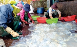 Mùa sứa