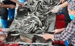 Phát triển nghề chế biến thủy hải sản tại Nam Thịnh