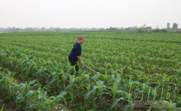 Quỳnh Hoàng: Chăm sóc cây màu vụ xuân