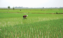Quỳnh Phụ: Tập trung chăm sóc lúa xuân