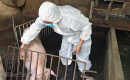 Quỳnh Phụ: Tiêm phòng vắc-xin cho gia súc, gia cầm từ ngày 25/3-10/4/2022