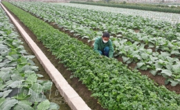 Quỳnh Phụ: Tổng giá trị sản xuất quý I/2022 ước đạt gần 6.000 tỷ đồng
