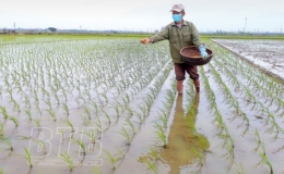 Tập trung chăm sóc lúa xuân