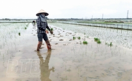 Thái Thụy: Tập trung chăm sóc lúa xuân bị ảnh hưởng của rét đậm