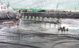 Tiền Hải: Cải tạo ao, đầm bảo đảm nuôi trồng thủy sản vụ xuân hè