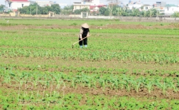 Vũ An: Mở rộng diện tích trồng cây màu xuân