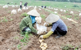 Vũ Thư: Khai thác tiềm năng, lợi thế phát triển ngành trồng trọt