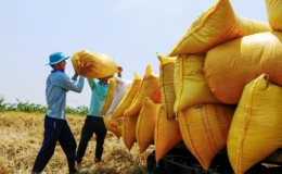 Bộ Công Thương: Giá gạo xuất khẩu Việt Nam cao nhất thế giới