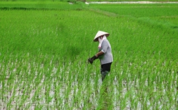 Chủ động chăm sóc lúa xuân