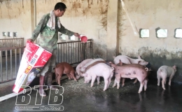 Vũ Thư: Chăn nuôi lợn chịu ảnh hưởng lớn từ “bão kép”