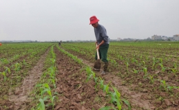 Điệp Nông: Đẩy mạnh phát triển cây màu xuân