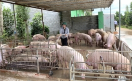 Giá lợn hơi thấp, người chăn nuôi lỗ nặng