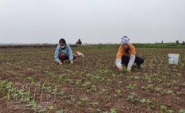 Hưng Hà: Tập trung chăm sóc, bảo vệ trên 2.200ha cây màu vụ xuân