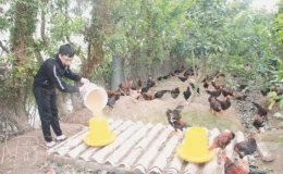 Làm kinh tế giỏi từ mô hình V.A.C