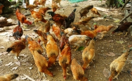 Một số lưu ý khi tái đàn vật nuôi