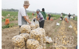 Nguyên Xá: Khoai tây trái vụ được giá