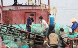 Tiền Hải: Phát triển thế mạnh nuôi ngao