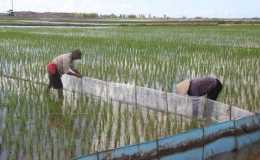 Tiền Hải: Tập trung chăm sóc lúa xuân