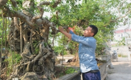 Tự Tân: Tích cực chuyển đổi cơ cấu cây trồng, vật nuôi