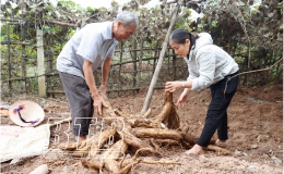 Đông La: Vụ sắn dây thắng lợi