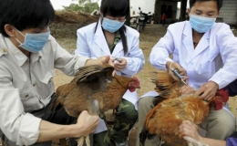 Nam thanh niên tử vong do cúm A/H5N1, Bộ Y tế khuyến cáo biện pháp phòng tránh