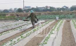 Phấn đấu gieo trồng 11.600ha cây màu hè