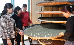 Tập huấn kỹ thuật nuôi tằm trên khay trượt