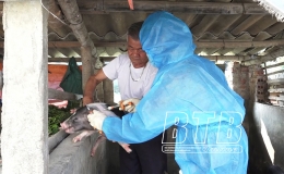 Tập trung tiêm vắc-xin phòng dịch bệnh cho đàn vật nuôi