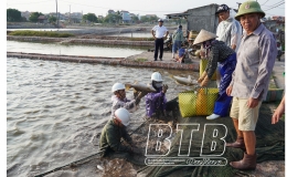 Thái Thụy: Phấn đấu giá trị sản xuất thủy sản đạt 2.282 tỷ đồng