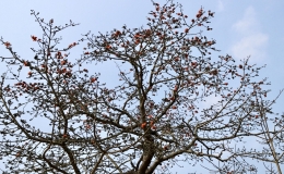 Tháng Ba mùa hoa gạo
